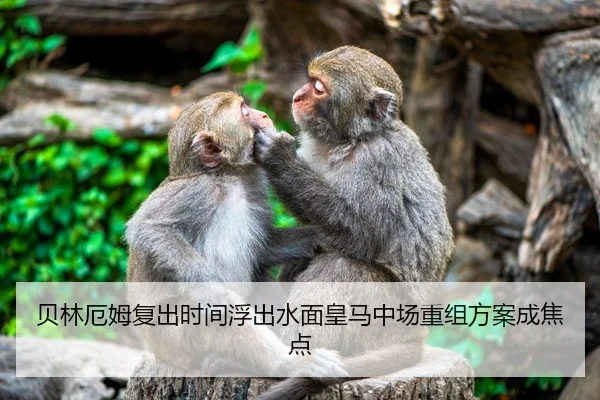 贝林厄姆复出时间浮出水面皇马中场重组方案成焦点